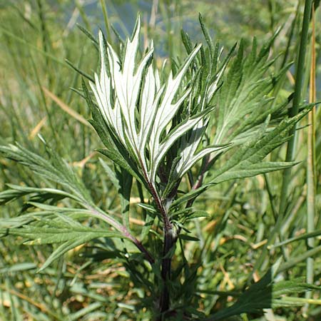 Artemisia vulgaris \ Gew�hnlicher Beifu� / Mugwort, D Mannheim 1.6.2020