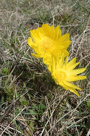 Adonis vernalis \ Fr�hlings-Adonisr�schen / Spring Pheasant's Eye, D Neuleiningen 13.4.2021