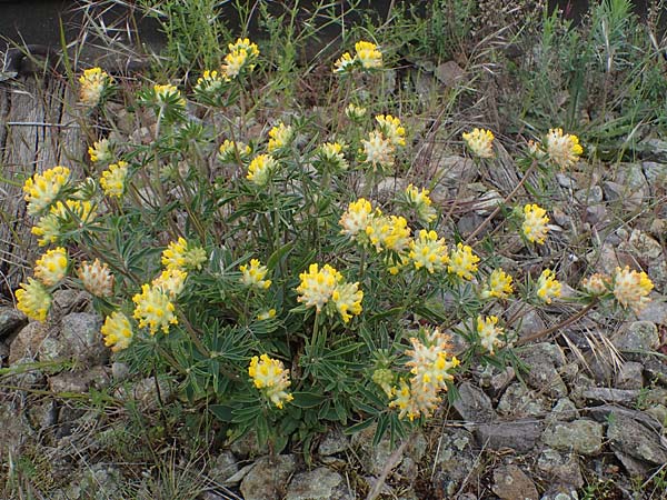 Anthyllis vulneraria subsp. polyphylla \ Steppen-Wundklee, Ungarischer Wundklee / Many-Leaved Kidney Vetch, D Mannheim 13.5.2021