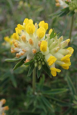 Anthyllis vulneraria subsp. polyphylla \ Steppen-Wundklee, Ungarischer Wundklee / Many-Leaved Kidney Vetch, D Mannheim 13.5.2021