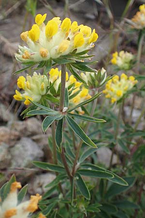 Anthyllis vulneraria subsp. polyphylla \ Steppen-Wundklee, Ungarischer Wundklee / Many-Leaved Kidney Vetch, D Mannheim 13.5.2021