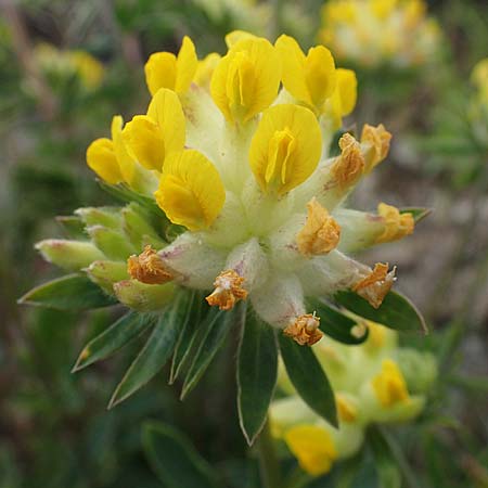 Anthyllis vulneraria subsp. polyphylla \ Steppen-Wundklee, Ungarischer Wundklee / Many-Leaved Kidney Vetch, D Mannheim 13.5.2021