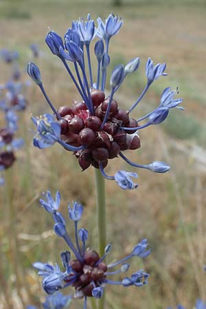 Allium vineale, Weinberg-Lauch