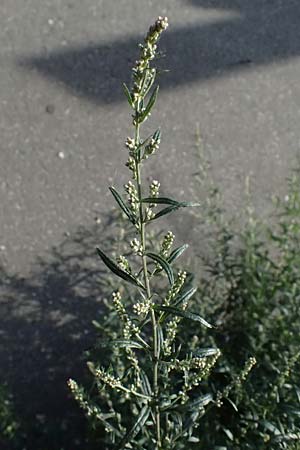 Artemisia vulgaris \ Gew�hnlicher Beifu� / Mugwort, D Mannheim 22.9.2024