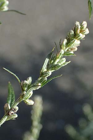 Artemisia vulgaris \ Gew�hnlicher Beifu� / Mugwort, D Mannheim 22.9.2024