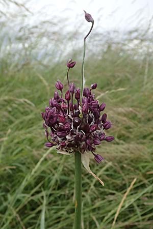 Allium vineale \ Weinberg-Lauch / Wild Onion, D Mannheim 5.6.2025