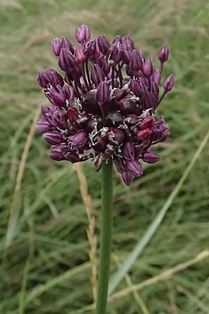 Allium vineale \ Weinberg-Lauch / Wild Onion, D Mannheim 5.6.2025