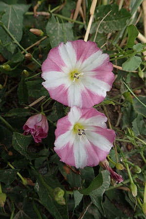 Convolvulus arvensis \ Acker-Winde / Field Bindweed, D Weinheim an der Bergstra&szlig;e 15.6.2015