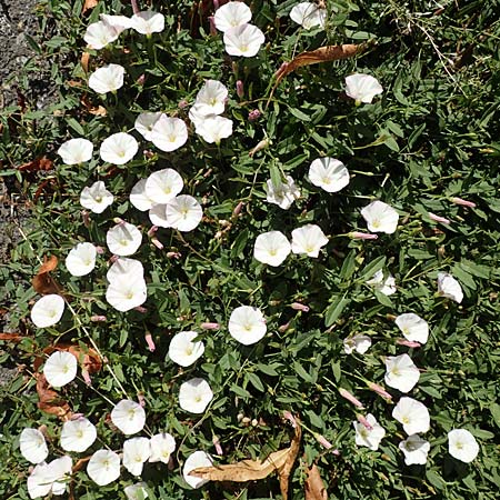 Convolvulus arvensis \ Acker-Winde / Field Bindweed, D Beuron 26.7.2015