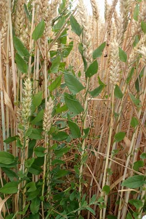 Convolvulus arvensis \ Acker-Winde / Field Bindweed, D M&ouml;mlingen 16.7.2016