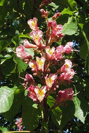 Aesculus hippocastanum x pavia \ Rote Ross-Kastanie, Scharlach-Kastanie / Red Horse Chestnut, D Odenwald, Sch&ouml;nau 26.4.2007