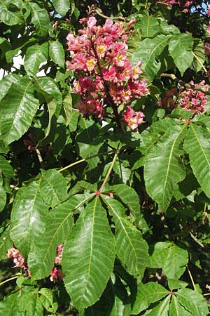 Aesculus hippocastanum x pavia \ Rote Ross-Kastanie, Scharlach-Kastanie / Red Horse Chestnut, D Odenwald, Sch&ouml;nau 26.4.2007