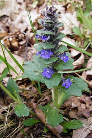 Ajuga x hybrida, G�nsel-Hybride