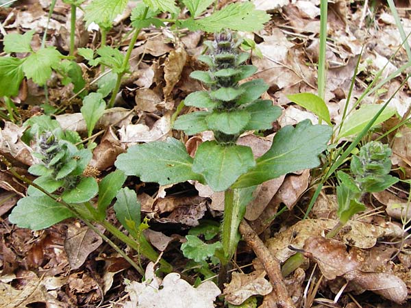 Ajuga x hybrida \ G�nsel-Hybride / Hybrid Bugle, D Schwetzingen 29.4.2015