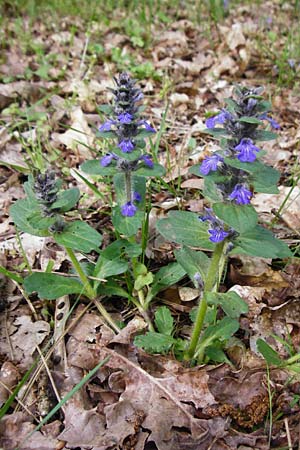 Ajuga x hybrida, Hybrid Bugle