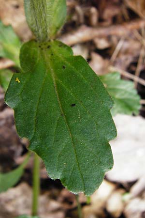 Ajuga x hybrida \ G�nsel-Hybride / Hybrid Bugle, D Schwetzingen 4.5.2015