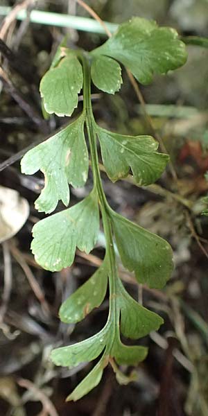 Asplenium adiantum-nigrum \ Schwarzer Streifenfarn / Black Spleenwort, D Heidelberg 21.6.2017