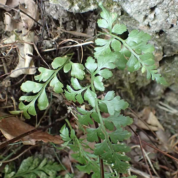 Asplenium adiantum-nigrum \ Schwarzer Streifenfarn / Black Spleenwort, D Heidelberg 21.6.2017