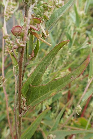 Atriplex micrantha \ Verschiedensamige Melde / Two-Seeded Orache, D Sachsen-Anhalt, S&uuml;lzetal-S&uuml;lldorf 27.9.2020