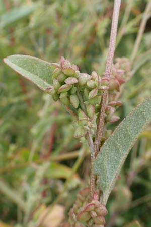 Atriplex micrantha \ Verschiedensamige Melde / Two-Seeded Orache, D Sachsen-Anhalt, S&uuml;lzetal-S&uuml;lldorf 27.9.2020