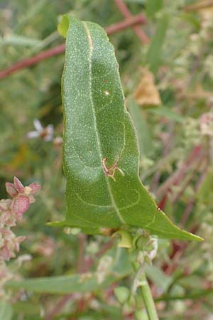 Atriplex micrantha \ Verschiedensamige Melde / Two-Seeded Orache, D Sachsen-Anhalt, S&uuml;lzetal-S&uuml;lldorf 27.9.2020