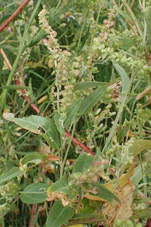 Atriplex micrantha \ Verschiedensamige Melde / Two-Seeded Orache, D Sachsen-Anhalt, S&uuml;lzetal-S&uuml;lldorf 27.9.2020