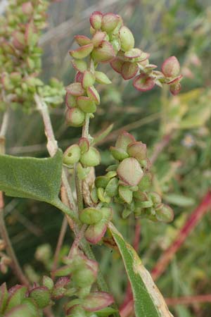 Atriplex micrantha \ Verschiedensamige Melde / Two-Seeded Orache, D Sachsen-Anhalt, S&uuml;lzetal-S&uuml;lldorf 27.9.2020