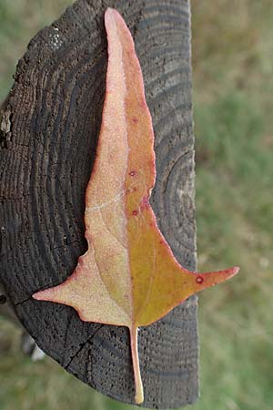 Atriplex micrantha \ Verschiedensamige Melde / Two-Seeded Orache, D Sachsen-Anhalt, S&uuml;lzetal-S&uuml;lldorf 27.9.2020
