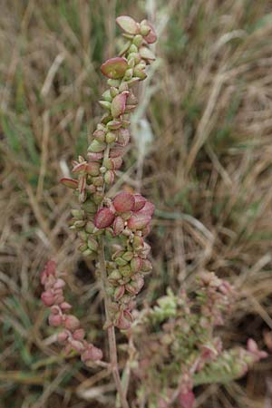 Atriplex micrantha \ Verschiedensamige Melde / Two-Seeded Orache, D Sachsen-Anhalt, S&uuml;lzetal-S&uuml;lldorf 27.9.2020