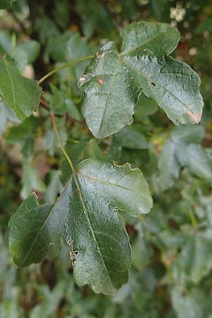 Acer campestre x monspessulanum \ Hybrid-Ahorn / Hybrid Maple, D Bad Kreuznach 3.10.2021