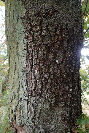 Acer campestre x monspessulanum \ Hybrid-Ahorn / Hybrid Maple, D Bad Kreuznach 3.10.2021