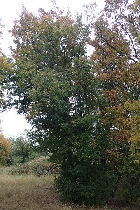 Acer campestre x monspessulanum \ Hybrid-Ahorn / Hybrid Maple, D Bad Kreuznach 3.10.2021