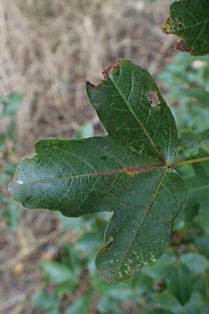 Acer campestre x monspessulanum \ Hybrid-Ahorn / Hybrid Maple, D Bad Kreuznach 3.10.2021