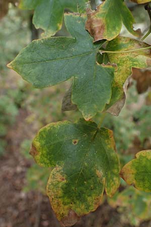 Acer campestre x monspessulanum \ Hybrid-Ahorn / Hybrid Maple, D Bad Kreuznach 3.10.2021