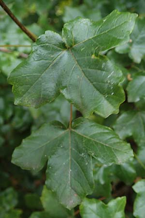 Acer campestre x monspessulanum \ Hybrid-Ahorn / Hybrid Maple, D Bad Kreuznach 3.10.2021