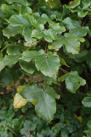 Acer campestre x monspessulanum \ Hybrid-Ahorn / Hybrid Maple, D Bad Kreuznach 3.10.2021