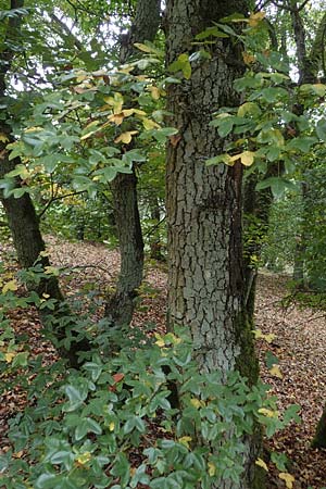 Acer campestre x monspessulanum \ Hybrid-Ahorn / Hybrid Maple, D Bad Kreuznach 3.10.2021