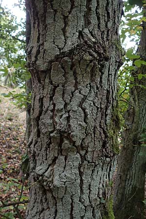 Acer campestre x monspessulanum \ Hybrid-Ahorn / Hybrid Maple, D Bad Kreuznach 3.10.2021