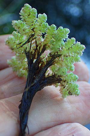 Azolla filiculoides \ Gro�er Algenfarn / Water Fern, D Rheinau 1.6.2021