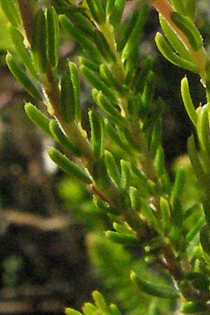 Erica spiculifolia \ �hren-Heide, D Botan. Gar.  Universit.  Mainz 4.8.2007