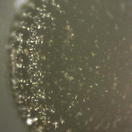 Portulaca trituberculata \ Tuberkelfr&uuml;chtiger Portulak / Tubercle-Fruited Purslane, D Bamberg 6.9.2018