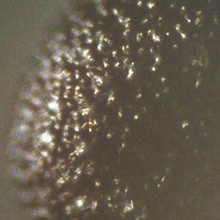 Portulaca papillatostellulata \ Papillenfr&uuml;chtiger Portulak / Papilla-Fruited Purslane, D Bochum 6.10.2018