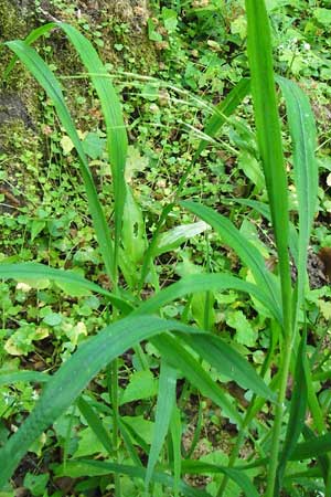 Bromus benekenii \ Raue Wald-Trespe, Benekens Wald-Trespe / Beneken's Brome, D Hockenheim 10.5.2015