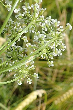 Bunium bulbocastanum \ Gew�hnliche Erdkastanie, Knollen-K�mmel / Great Pignut, D Neuleiningen 15.6.2016