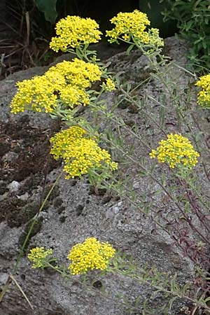 Alyssum murale \ Mauer-Steinkraut / Goldentuft Madwort, Yellowtuft, D Th&uuml;ringen, Kyffh&auml;userdenkmal 8.6.2022