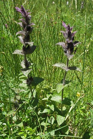 Bartsia alpina \ Alpenhelm / Velvetbells, D Schwarzwald/Black-Forest, Feldberg 24.6.2007