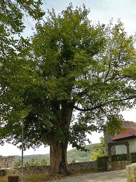 Acer pseudoplatanus \ Berg-Ahorn / Sycamore Maple, D Odenwald, Lindenfels 3.10.2018