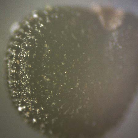 Portulaca trituberculata \ Tuberkelfr&uuml;chtiger Portulak / Tubercle-Fruited Purslane, D Bamberg 6.9.2018