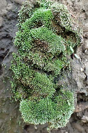 Bryum argenteum \ Silber-Birnenmoos / Silvergreen Bryum Moss, Silvery Thread Moss, D Mannheim 25.9.2015