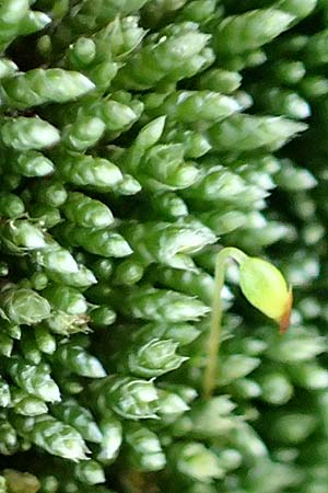 Bryum argenteum \ Silber-Birnenmoos / Silvergreen Bryum Moss, Silvery Thread Moss, D Mannheim 25.9.2015